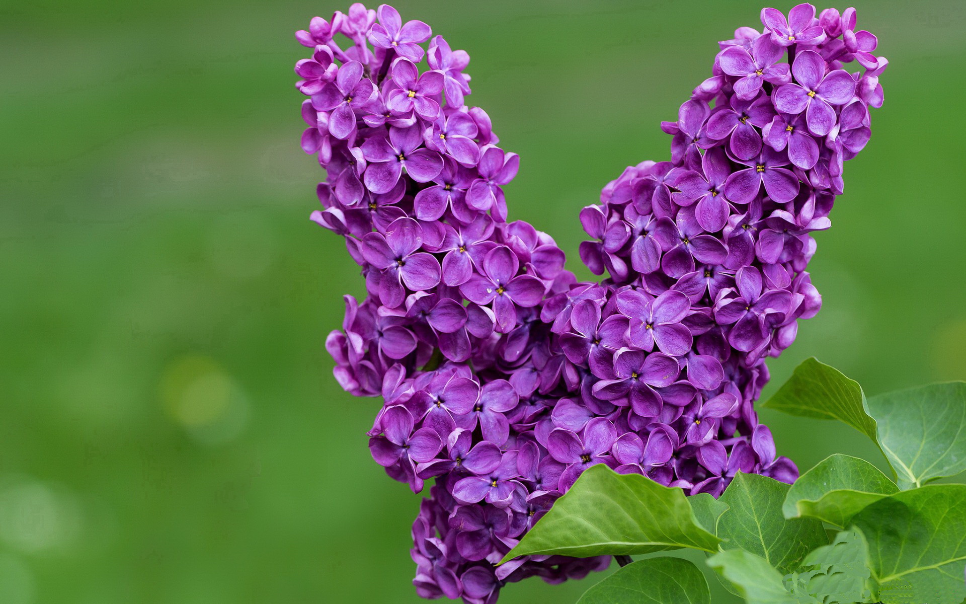 内马尔关键先生显威，那不勒斯硬仗取胜比利亚雷亚尔