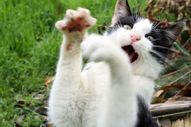 绝境铸就传奇，东决战火与郁金香突围的共通密码