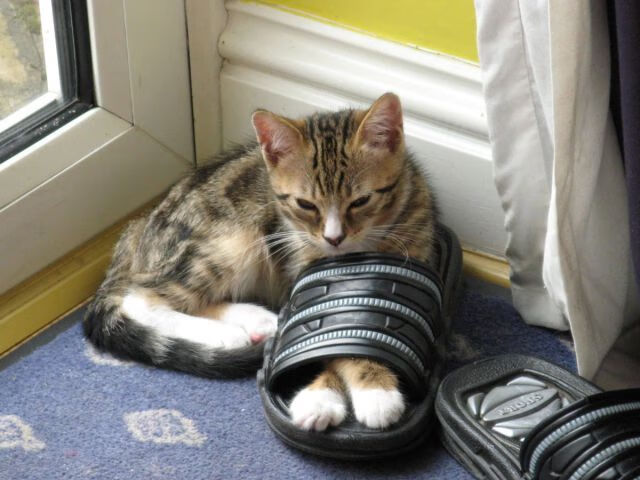 踏平爱尔兰！拉亚神级扑救封王，皇家社会欧战硬仗全靠他