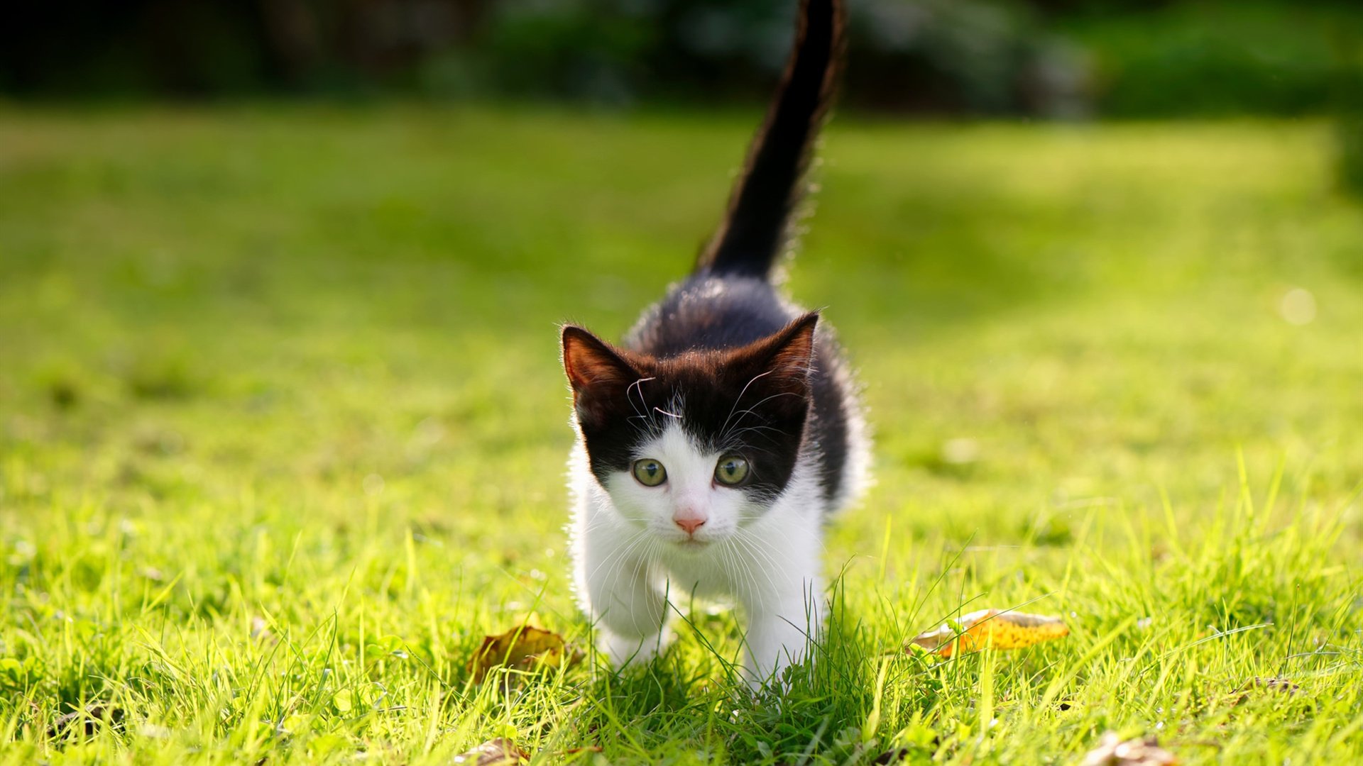 灰熊正面击溃马刺，谁是他们攻防转换中的詹姆斯？