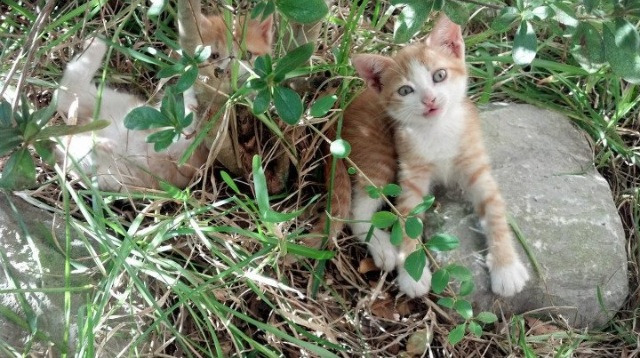 终结者的凝视，布雷默如何用一脚重炮完成绿茵审判