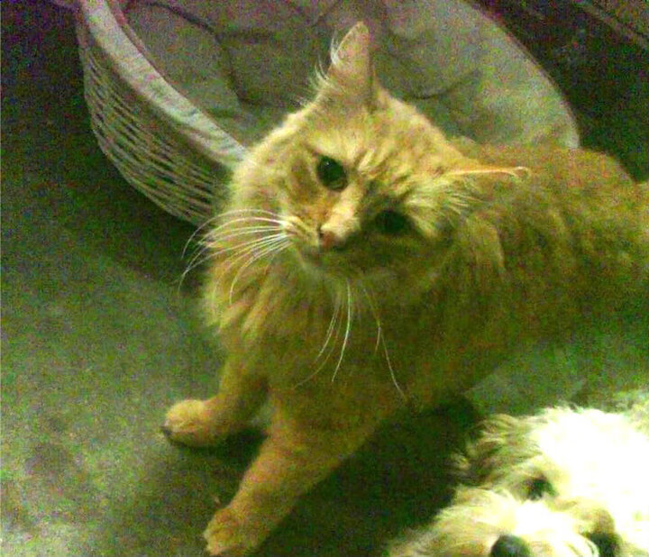 开云下载-夜之舞者，当杜兰特的球场节奏驯服F1街道赛的狂啸