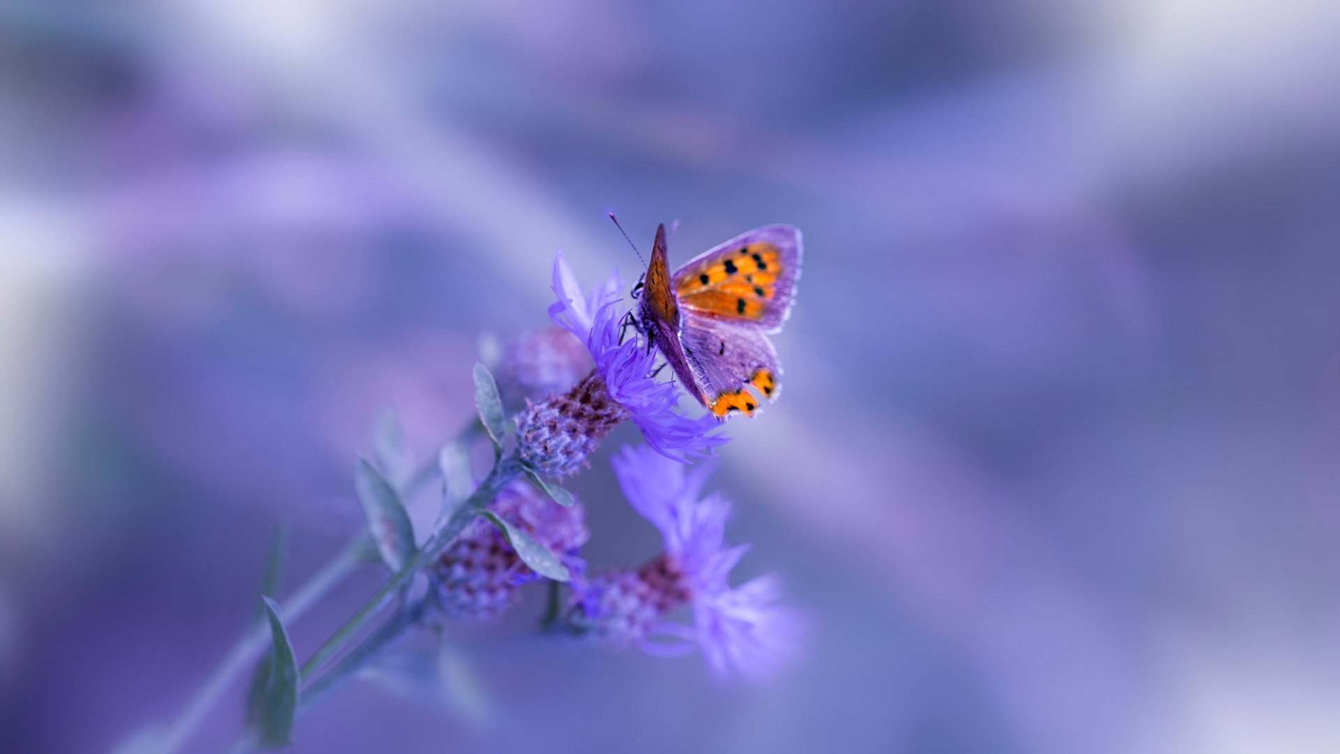 篮球绝杀者与赛道终结者，当霍勒迪化身F1冠军，跨赛场英雄主义觉醒