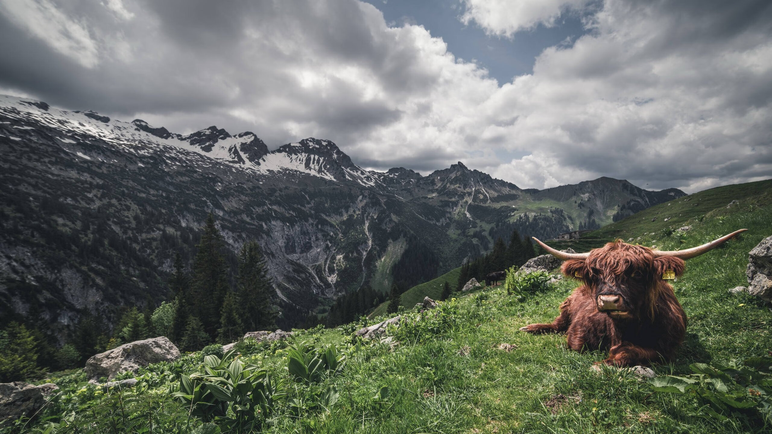 开云体育-恩佐独造三球闪耀全场，哥伦比亚3-0轻取挪威迎热身赛大捷