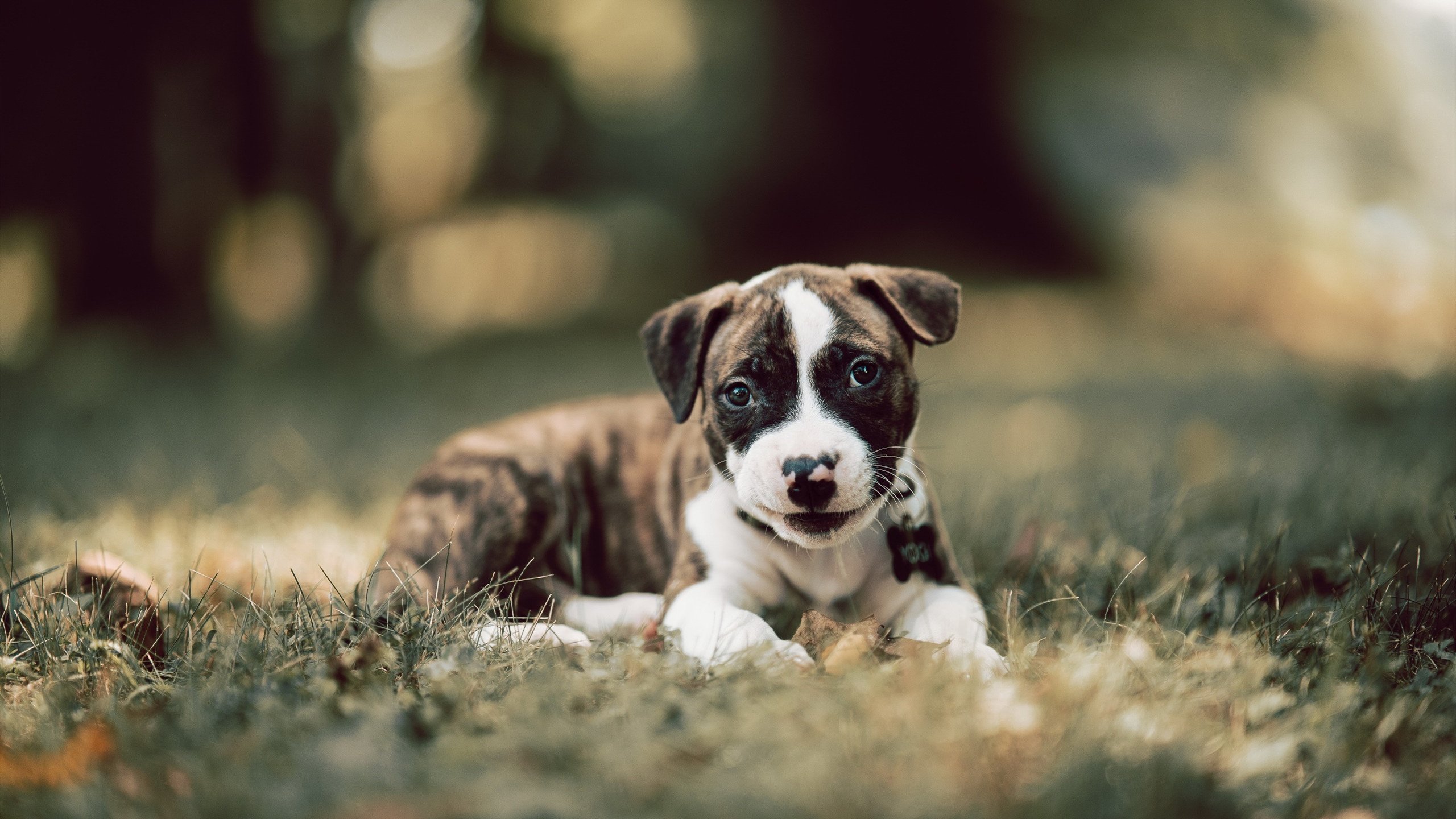 跨界竞技风云,美加墨世界杯焦点战与马刺终结老鹰的战术交响