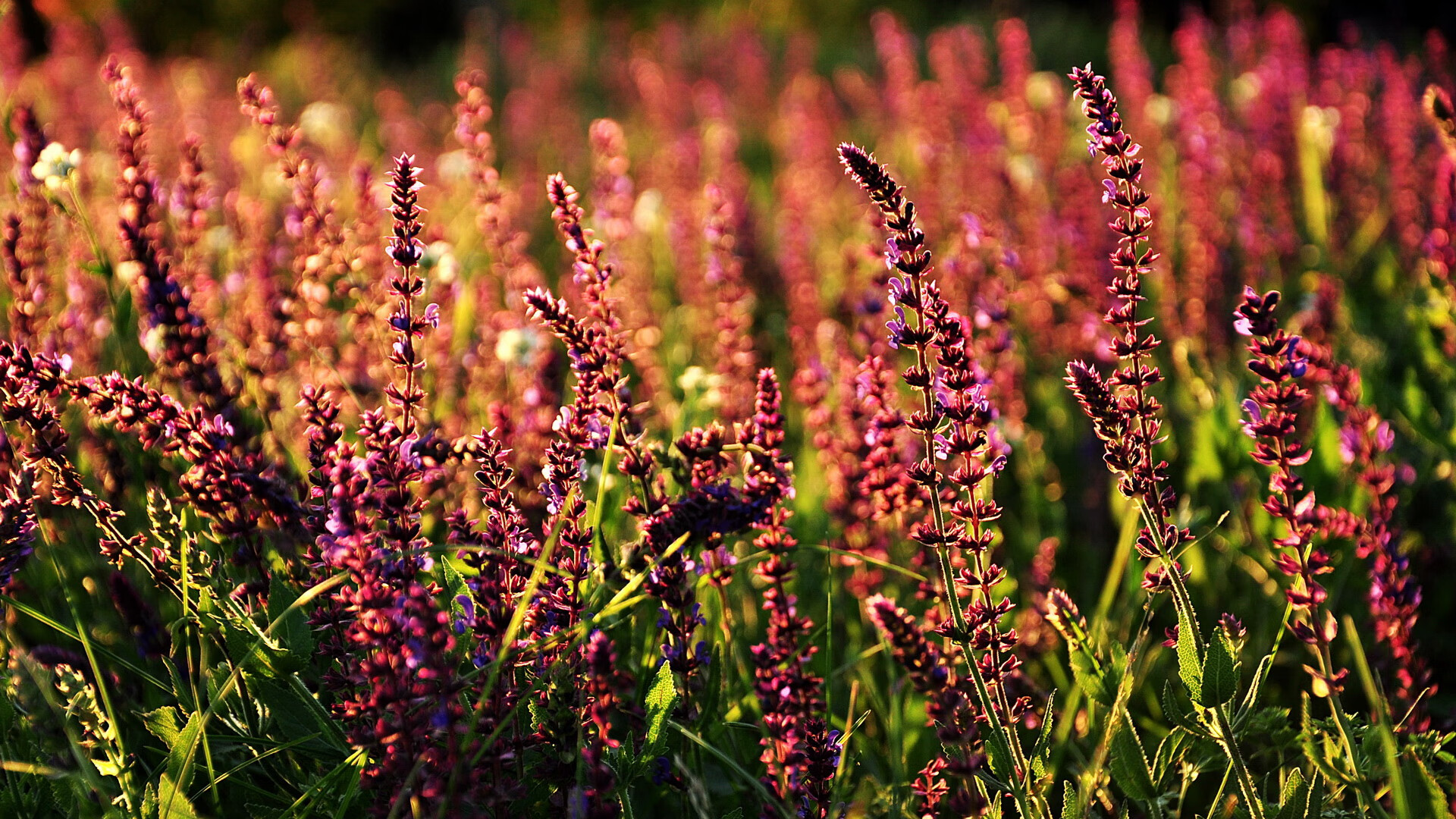 开云体育官网-西亚卡姆狂轰40分难救主 老詹三双湖人拆穿篮网