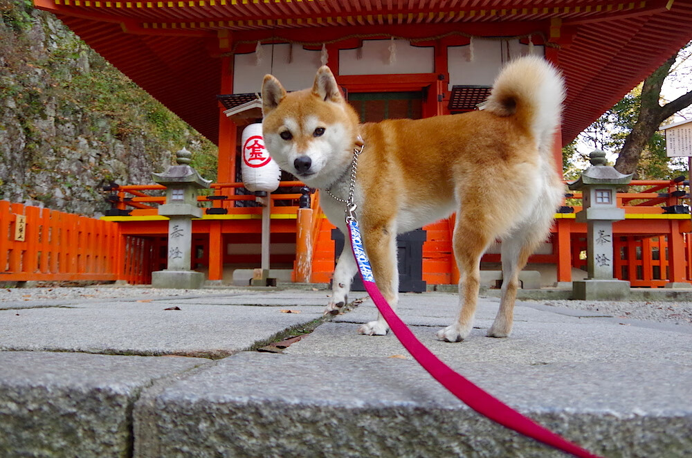 NBA爆冷，广东队制霸热火，布克末节封神