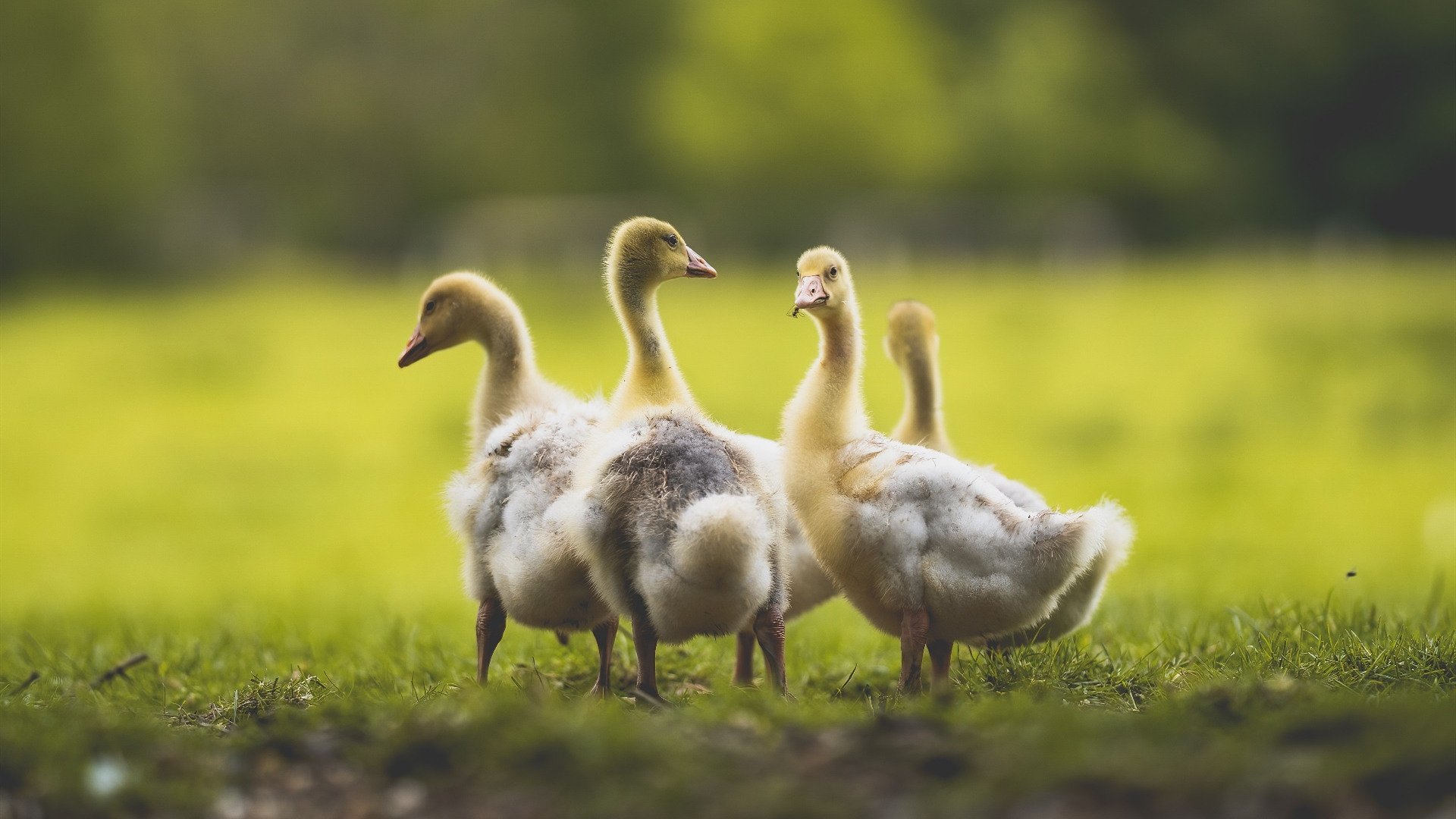 金字塔战术穿越光门,埃及如何用一场西甲胜利为库尔图瓦的2026神迹埋下伏笔