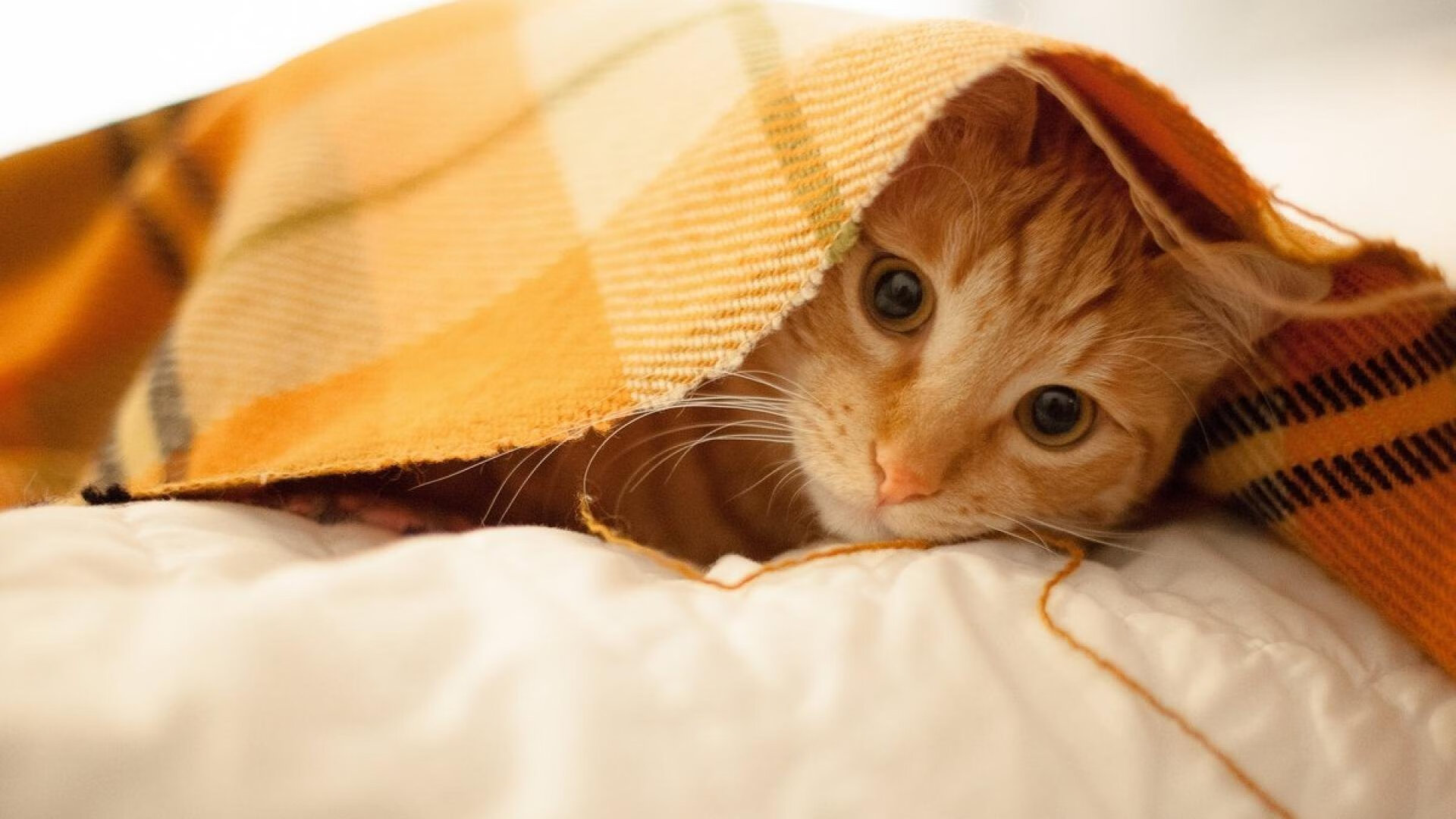 开云平台-赛道上的骑士与勇士，F1争冠战中的速度与意志