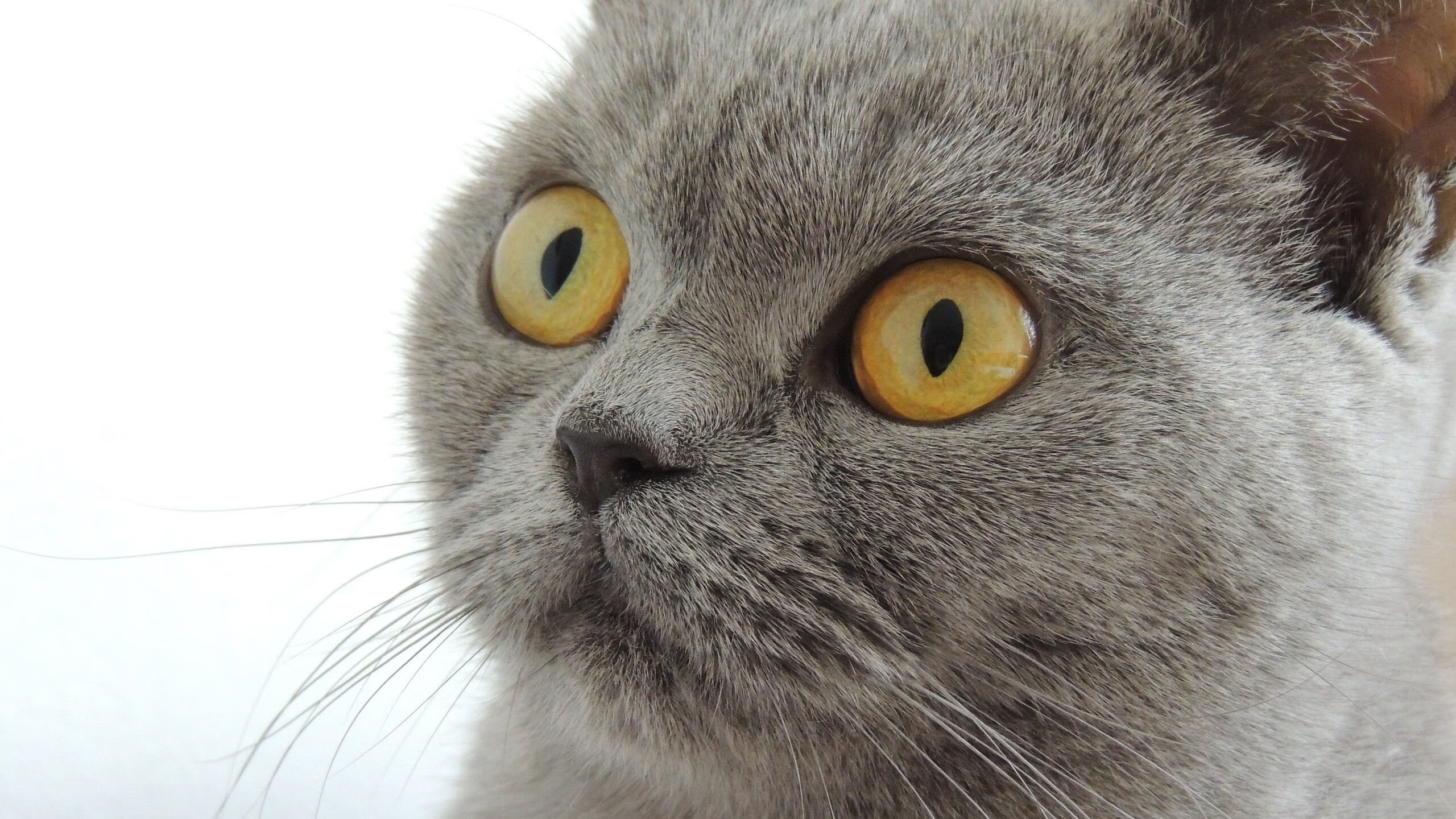 开云体育-勇士主场大捷，福克斯闪耀赛场，一场天赋与体系的篮球对话