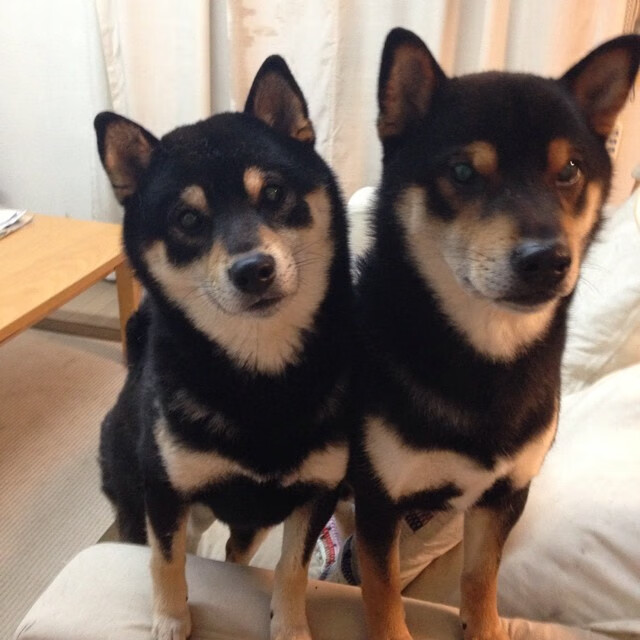 非洲鼓点击穿高地风暴，世界杯焦点战几内亚以节奏革命掀翻苏格兰