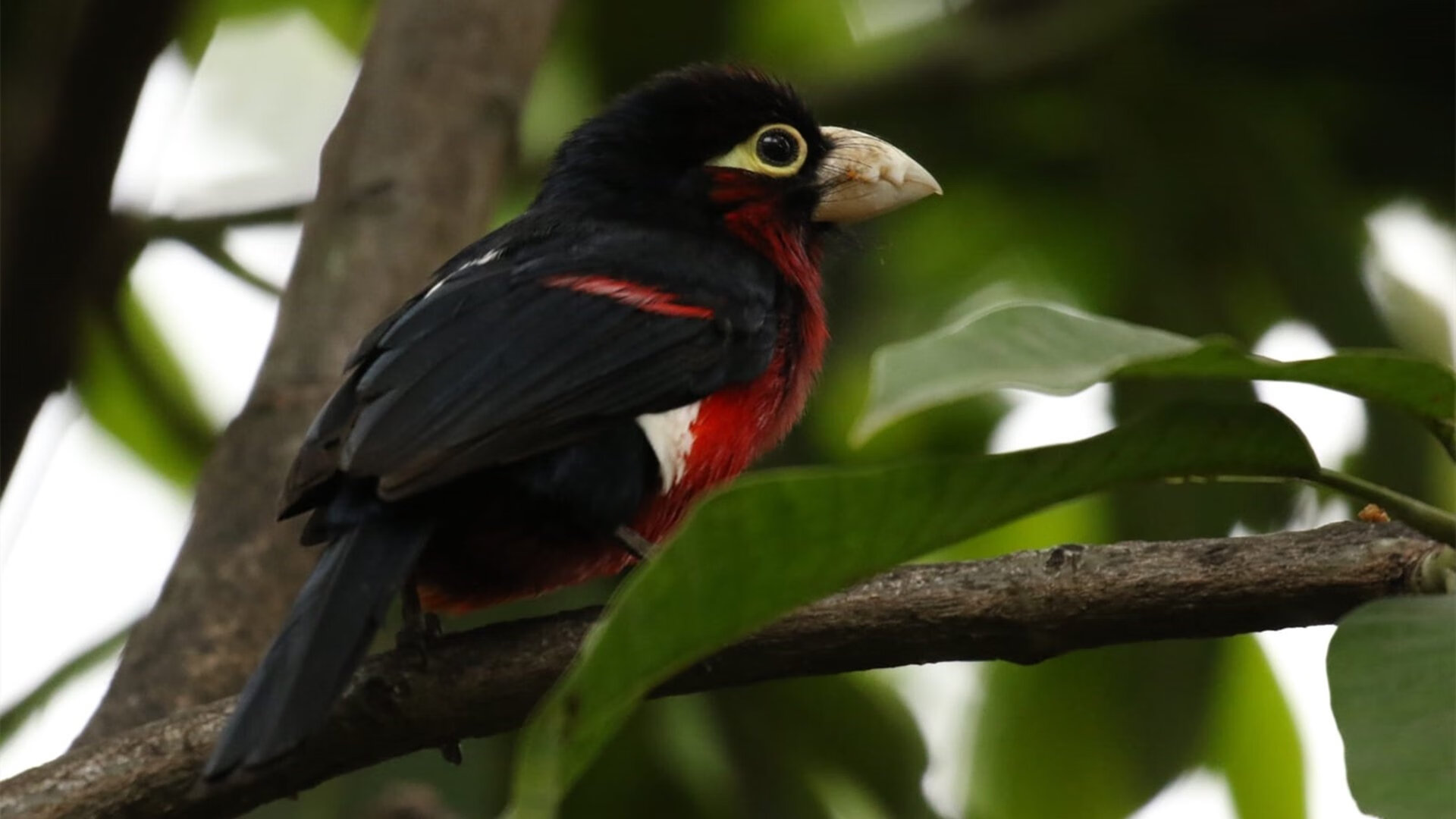 赖斯压力下完成爆发，冰岛斩落哥斯达黎加