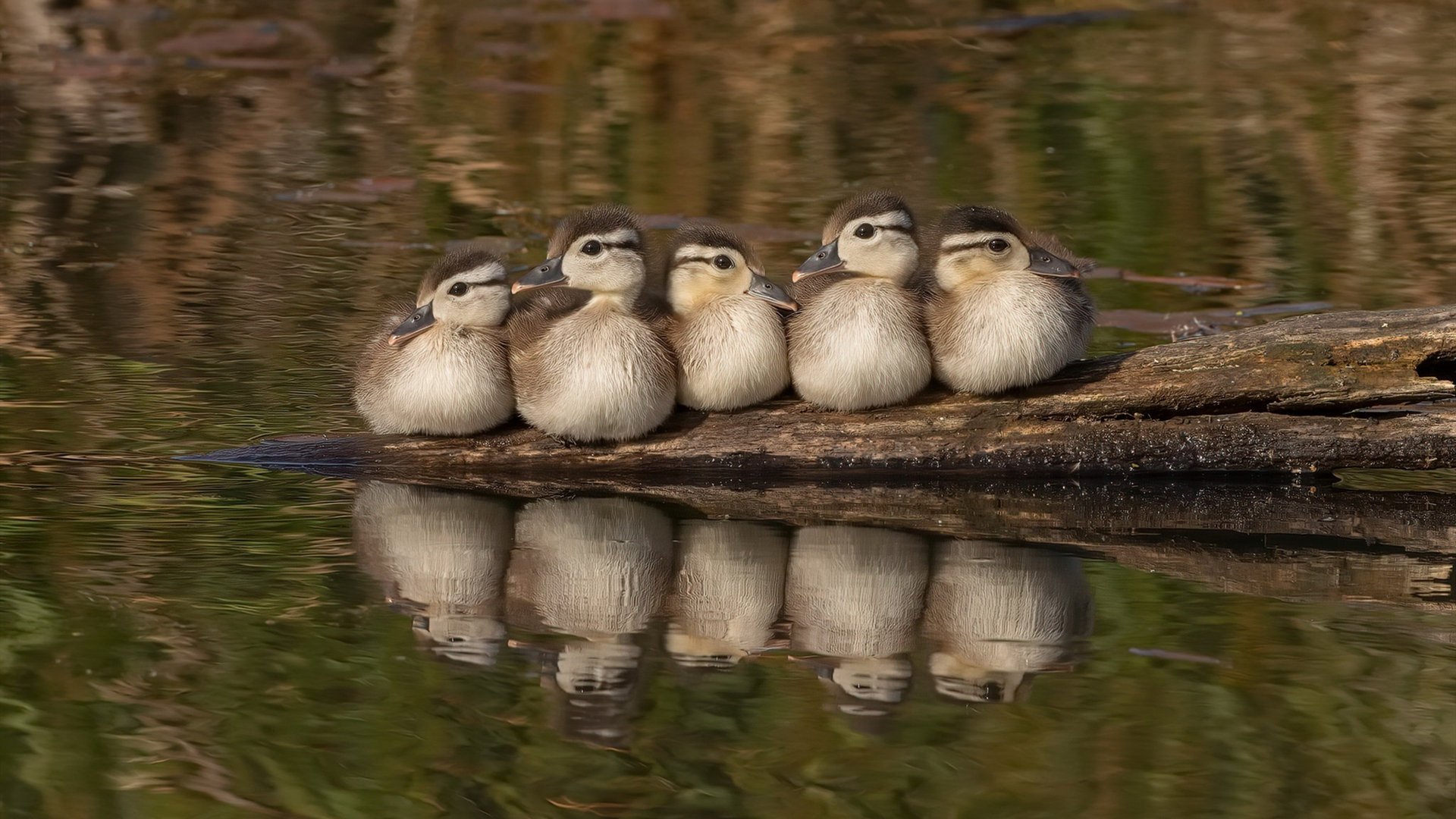 巴尔韦德爆发!希腊硬仗取胜丹麦,见证奇迹之夜