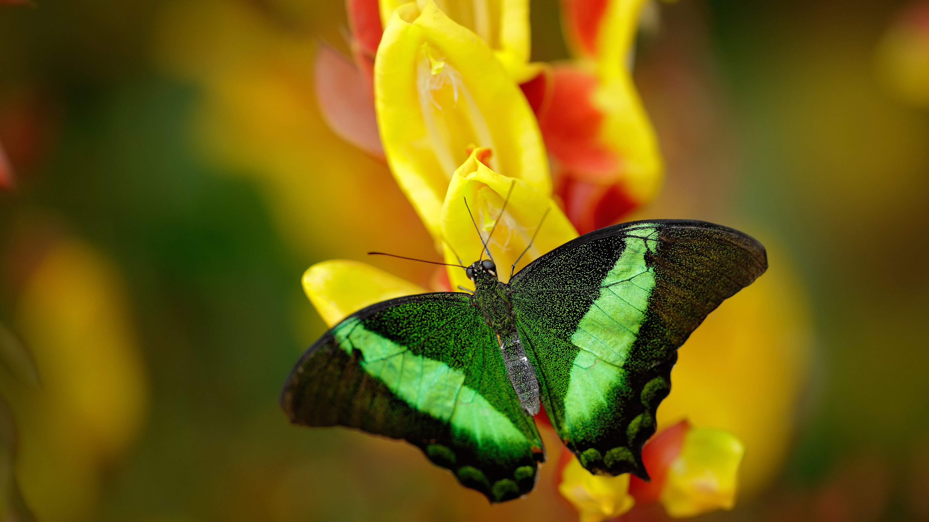 开云体育app-智利斩落巴西，本泽马打出统治级数据，足球世界的冰与火之歌