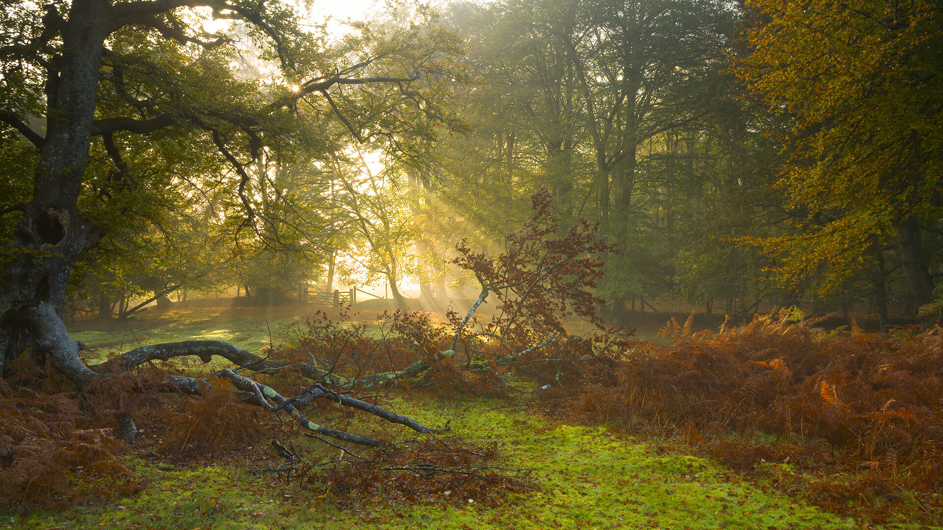 团队利刃与天赋之花，步行者的铁血与拉梅洛的重生启示录