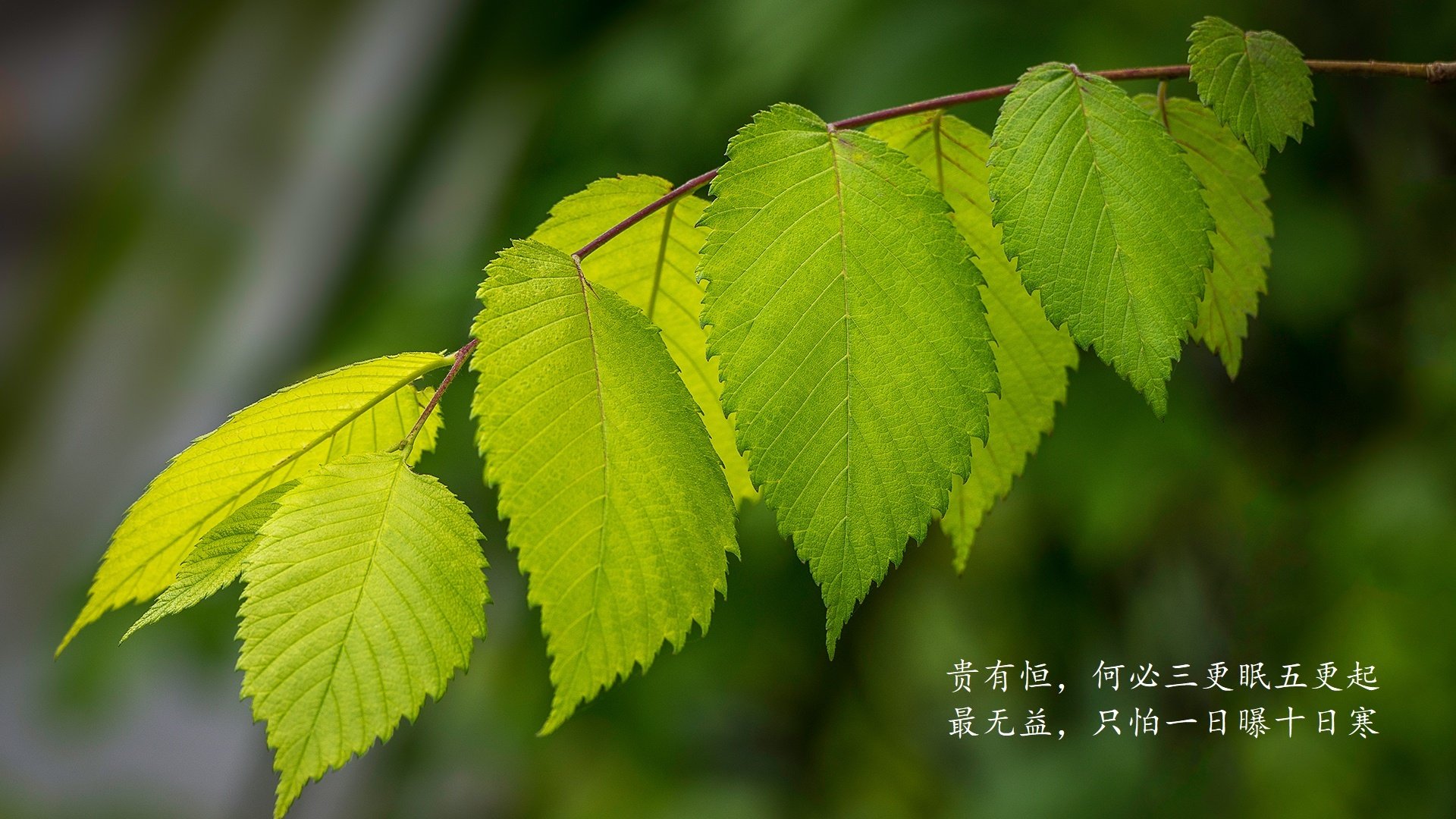 致命一击,蓝衣军团破茧重生—2026世界杯G组意大利绝杀韩国纪实